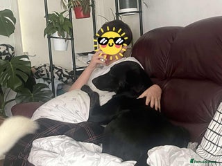 Pointer dogs - Advert 1