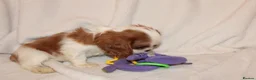 Cavalier King Charles Spaniel dogs for sale: Gorgeous Cavalier King Charles Spaniel - Advert 25