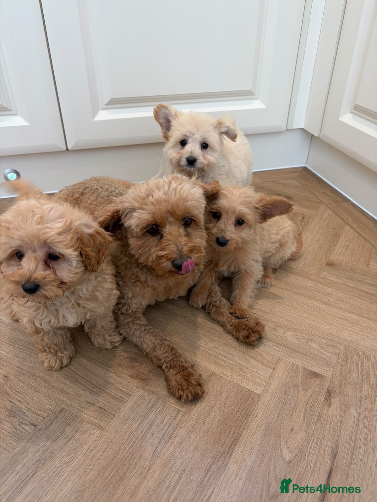 Pomapoo dogs Pomapoo puppies  - Advert 1