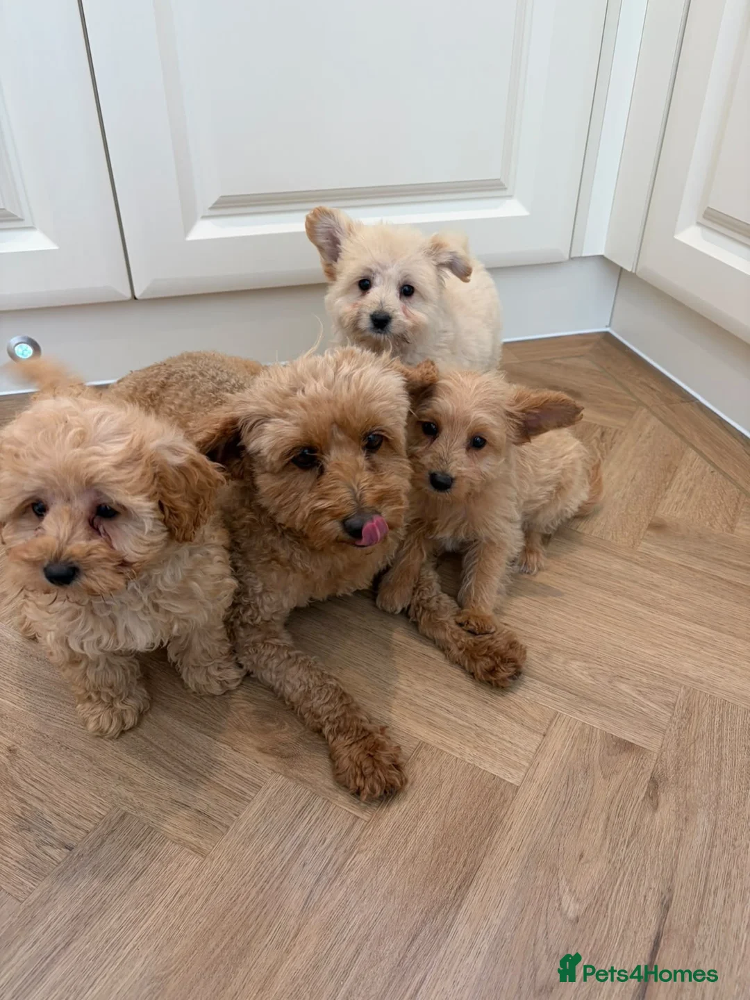 Pomapoo dogs for sale: Pomapoo puppies  - Advert 1