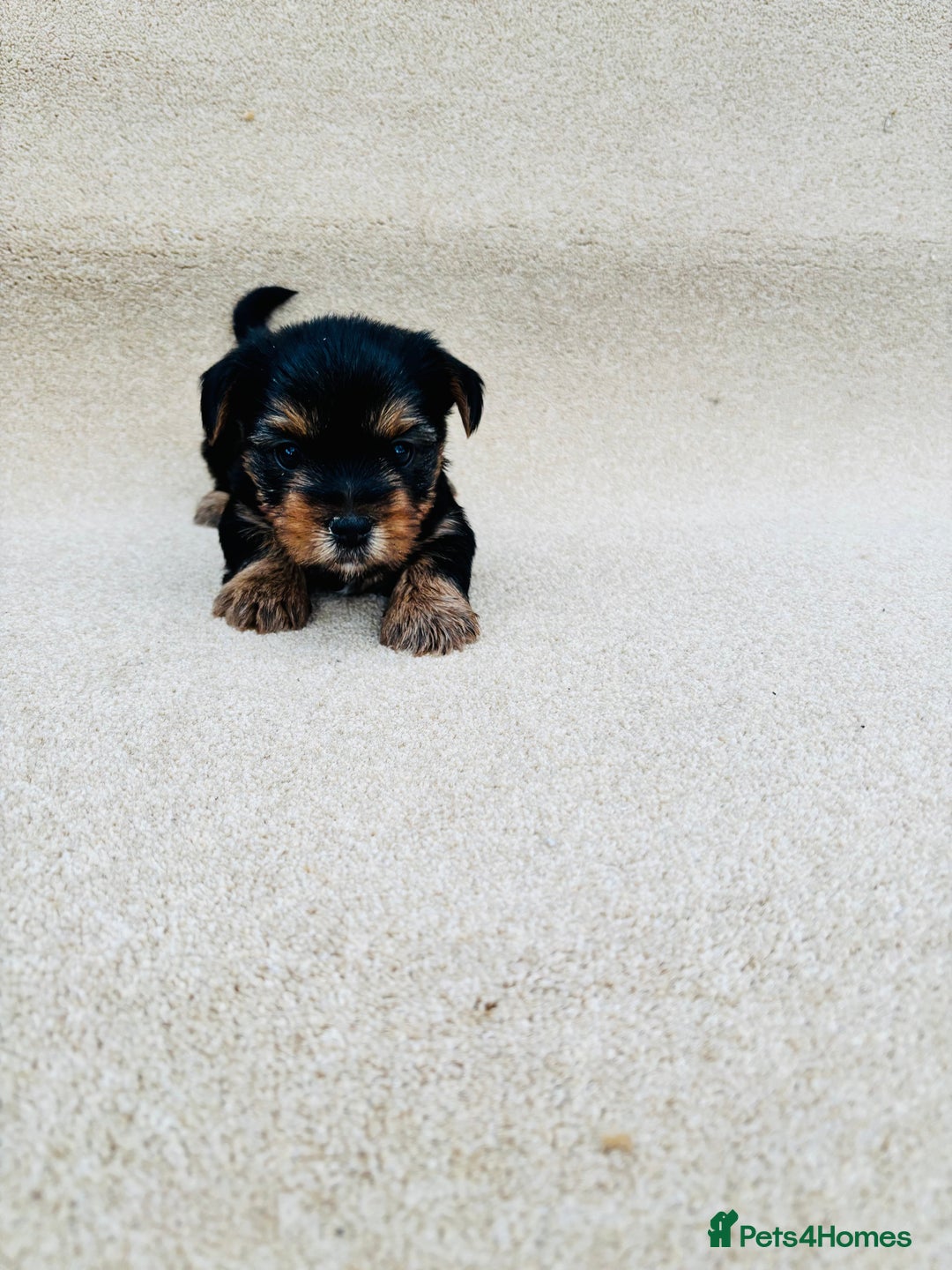 Yorkshire Terrier dogs for sale: Beautiful litter of Yorkshire terrier puppies - Advert 10