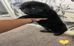 German Shepherd dogs for sale: German shepherd puppies  - Image 12