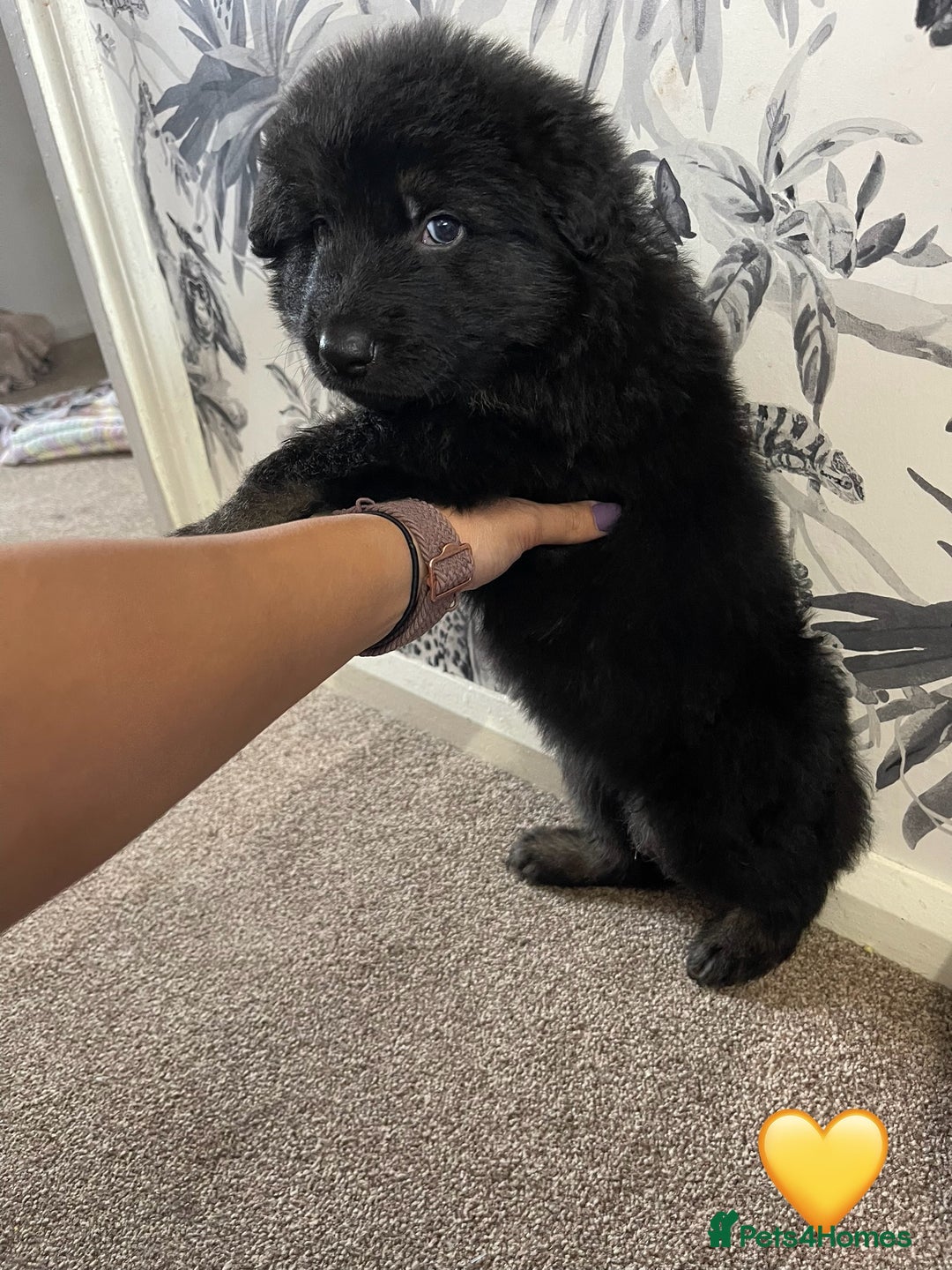 German Shepherd dogs for sale: German shepherd puppies  - Image 12