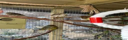 Canaries birds for sale: Gloster Canaries  in Daventry - Advert 7
