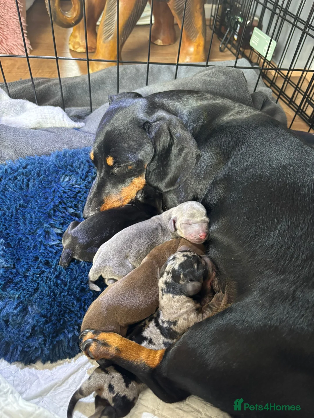 Miniature Dachshund dogs for sale: Miniature Dachshund puppies - Advert 2