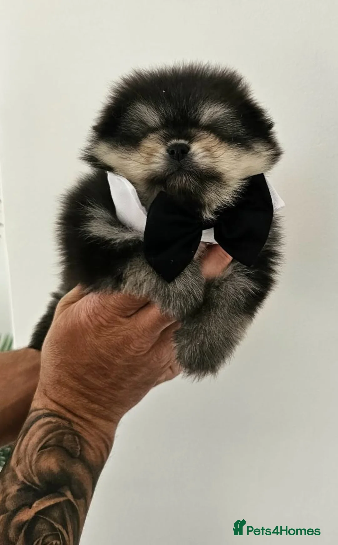 Pomeranian dogs for sale: Pomeranian puppy  - Advert 2