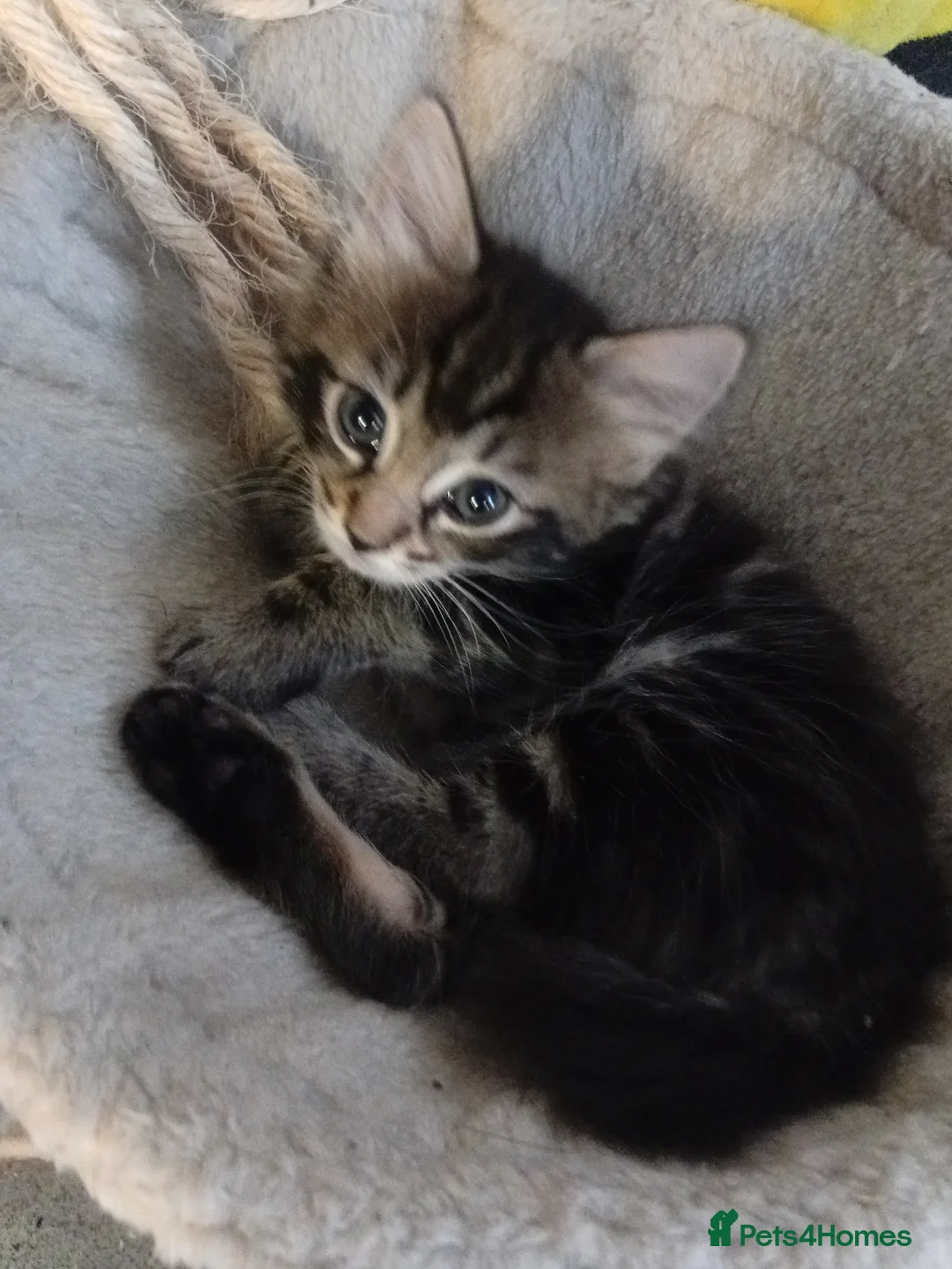 Mixed Breed cats for sale: Ms cat - Advert 2
