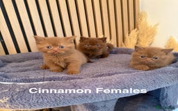 British Shorthair cats for sale: Chocolate/lilac - all cinnamon carriers  - Image 1