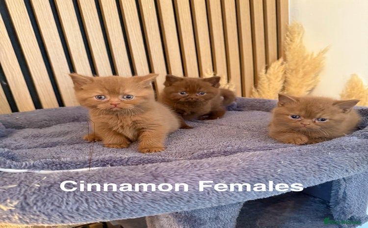 British Shorthair cats - Advert 3