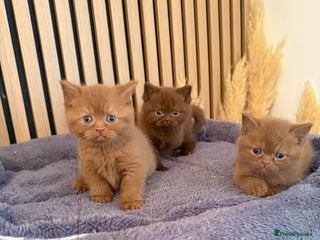 British Shorthair cats - Advert 7