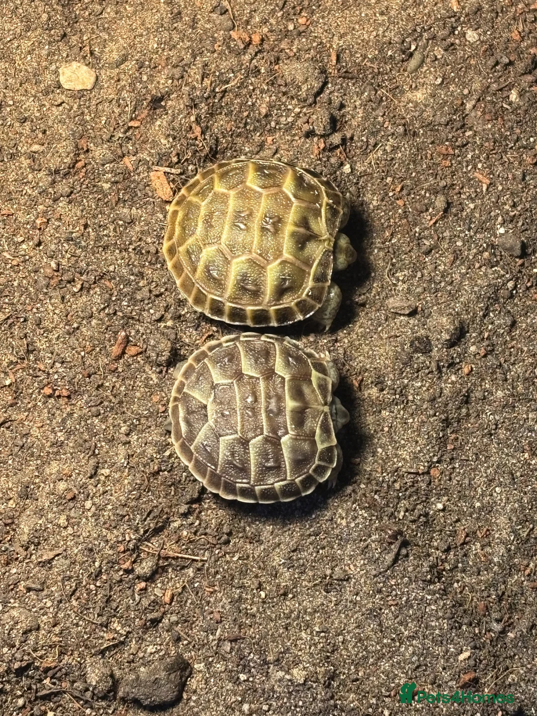 Tortoise reptiles for sale: Russian tortoise babies for sale  - Advert 2