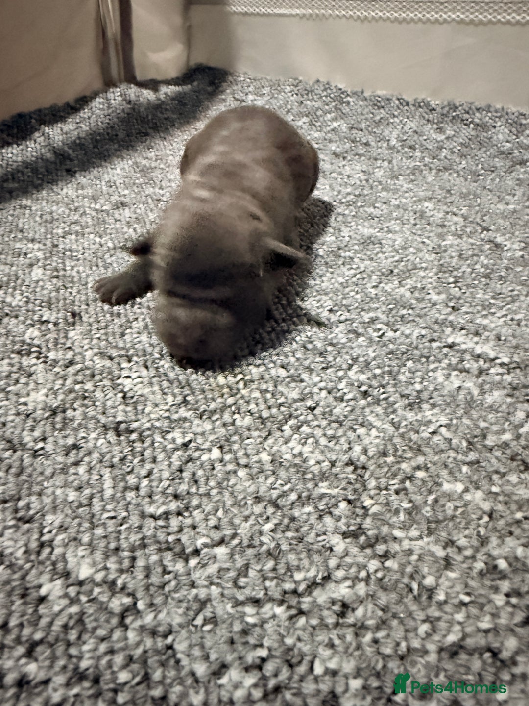 Mixed Breed dogs for sale: Beautiful cocker-Pei puppies - Advert 5