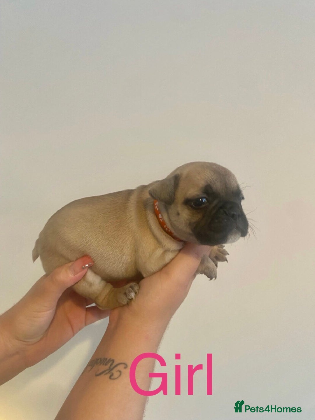 French Bulldog dogs for sale: 3 beautiful French bulldogs 😍 - Image 6