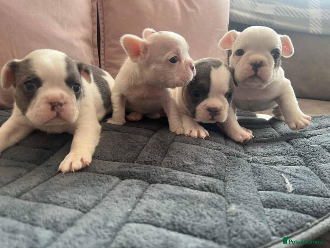 French Bulldog dogs for stud: French Bulldog For Stud - Advert 14