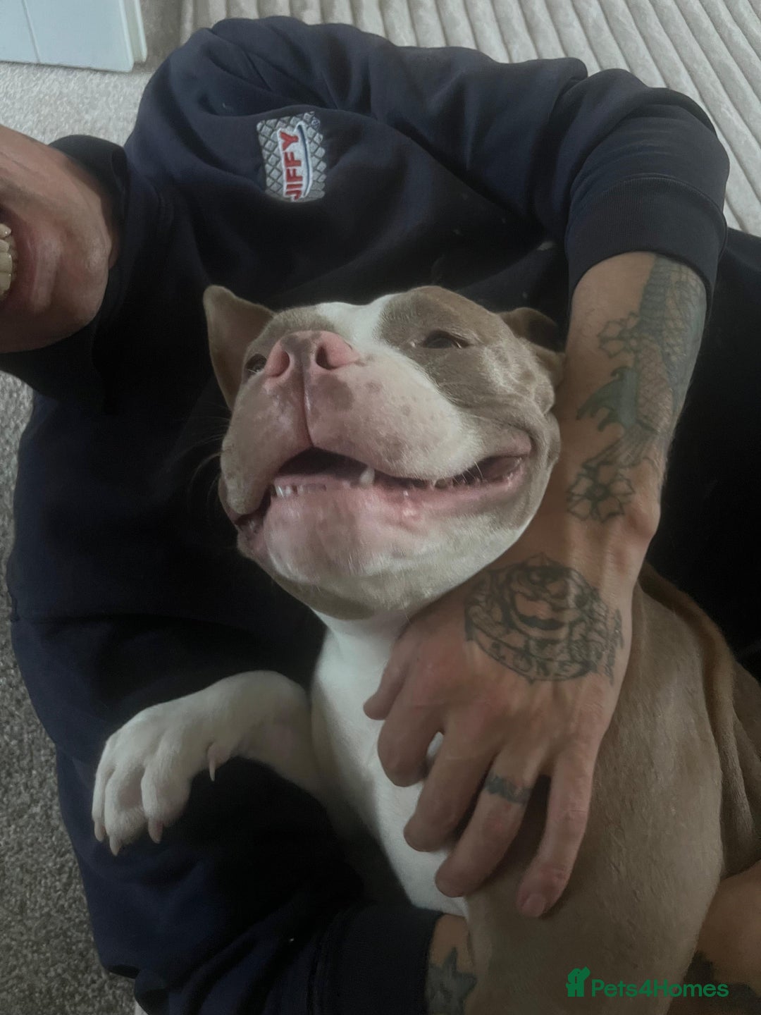 American Bully dogs for sale: Narla  - Advert 6