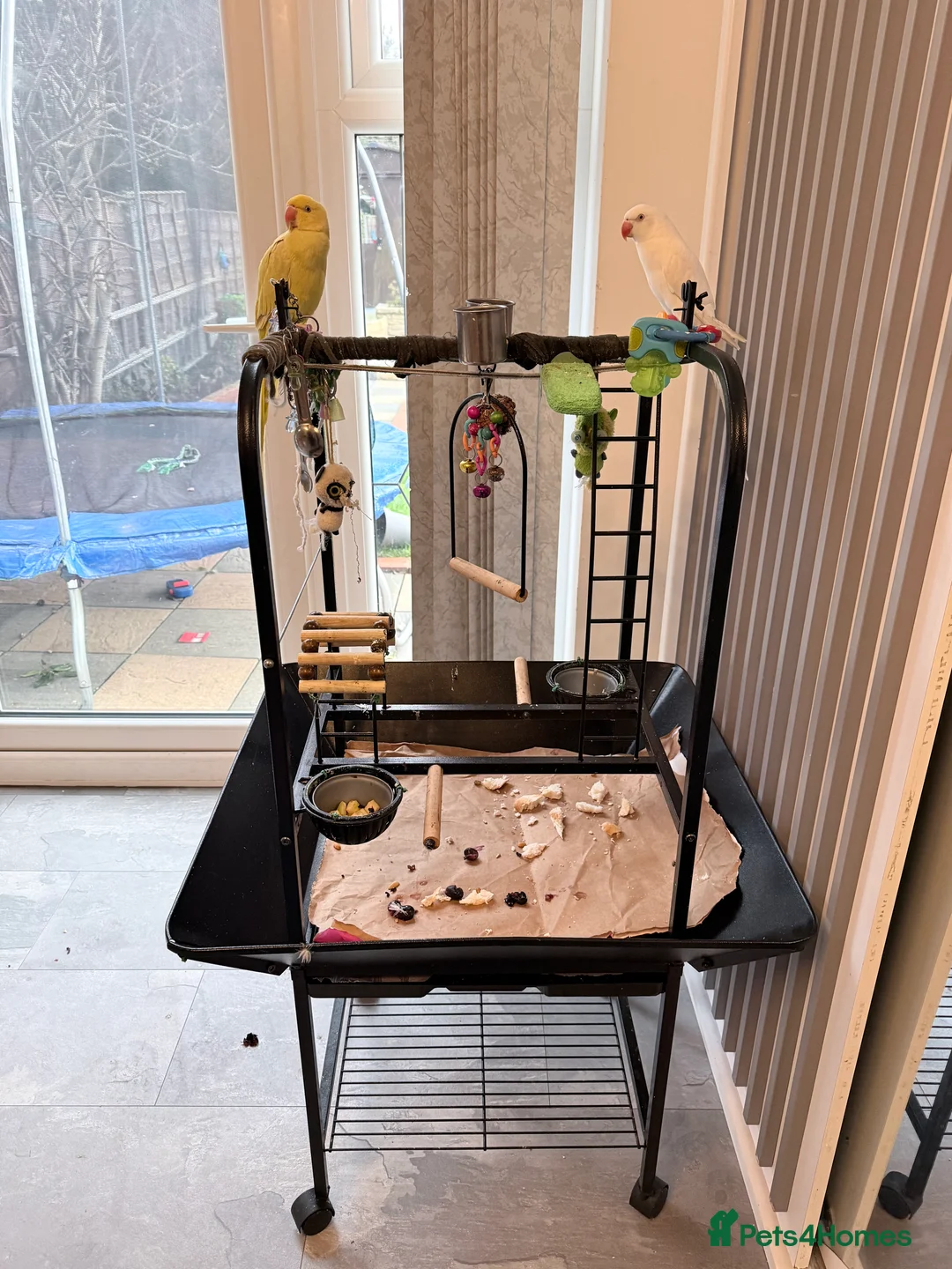 Ringnecks birds for sale: Beautiful Indian ringnecks rare albino & yellow  - Advert 3