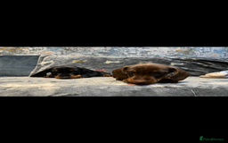 Miniature Dachshund dogs for sale: Available puppies at DELLM DAXIES 🐶 - Image 3