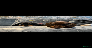 Miniature Dachshund dogs - Advert 9