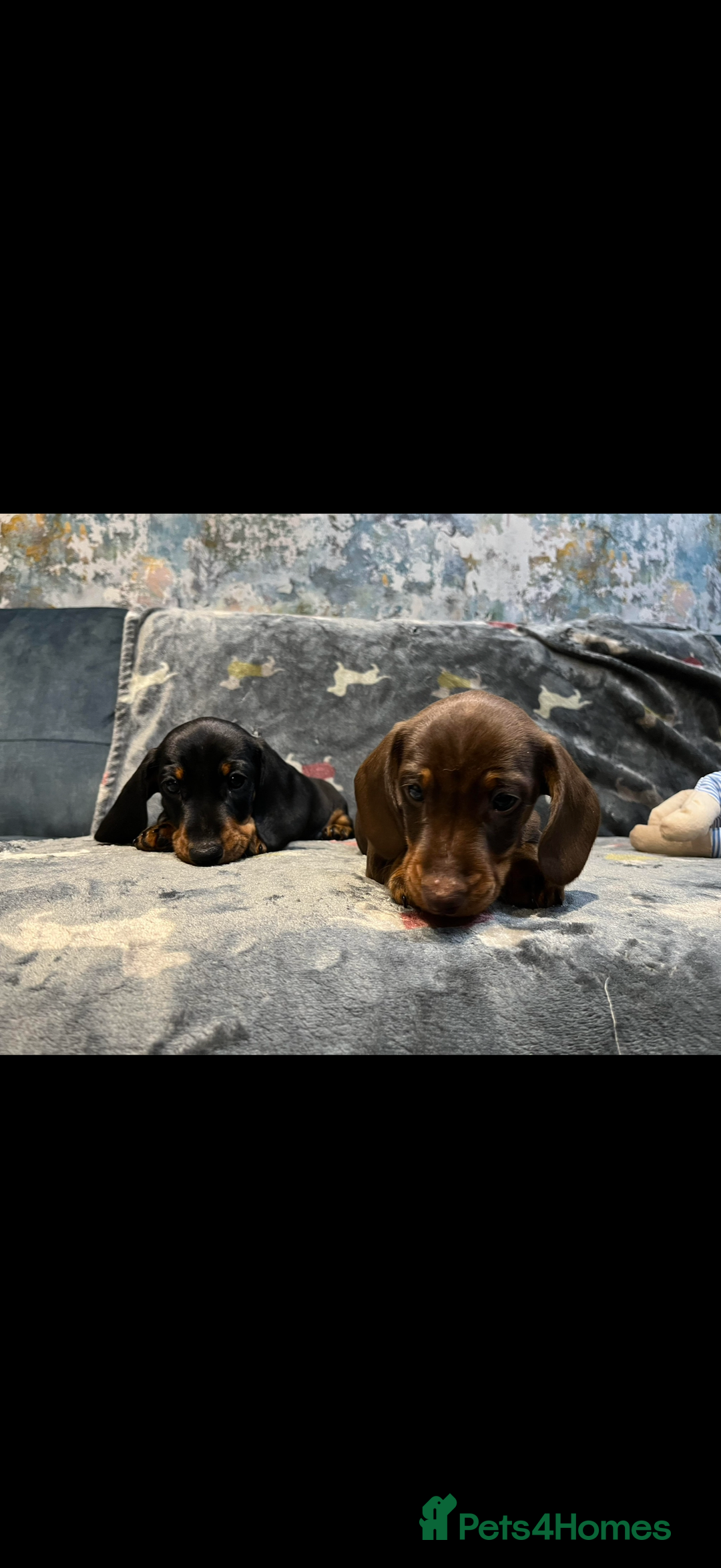 Miniature Dachshund dogs for sale: Available puppies at DELLM DAXIES 🐶 - Image 3