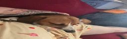 Mixed Breed dogs for sale: Amazing loyal beagle - Advert 6