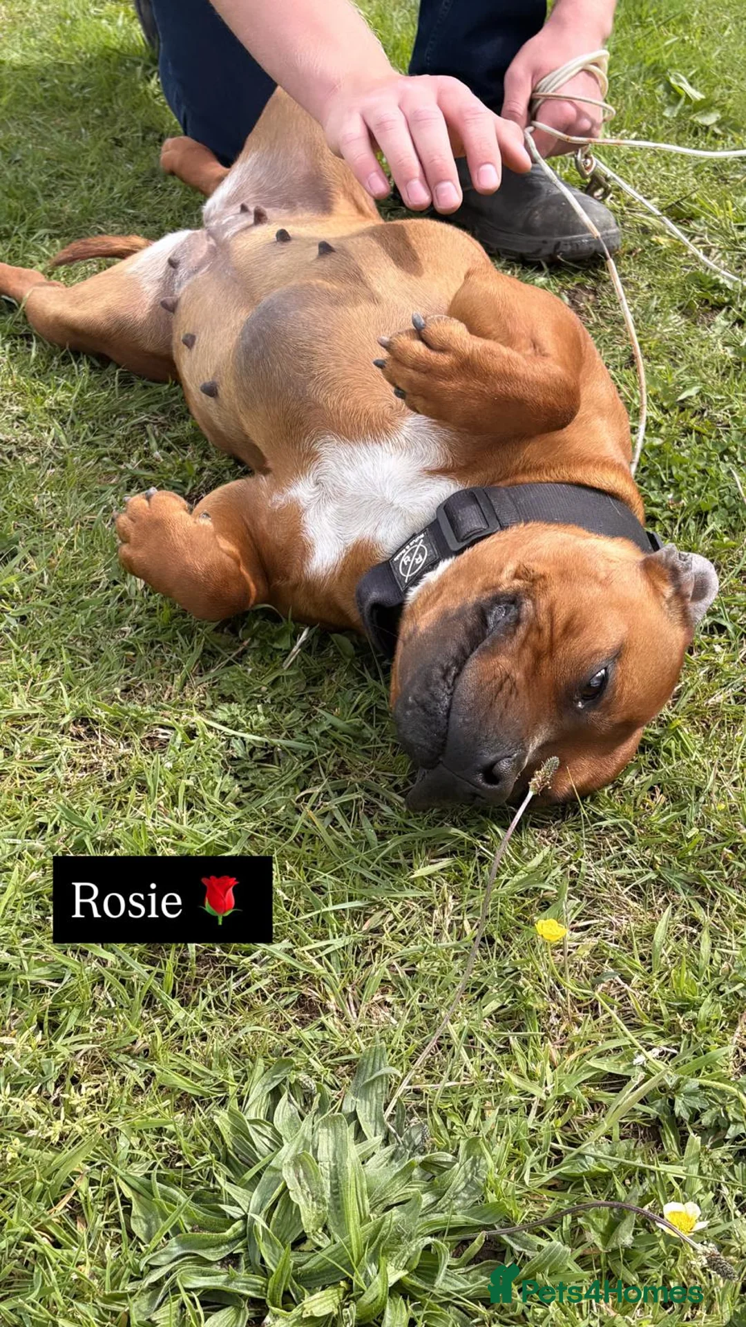 Staffordshire Bull Terrier dogs for sale: Two beautiful Staffordshire bull terriers for sale - Advert 2