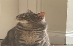 Abyssinian cats for sale: Adorable kitten  - Image 3