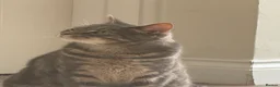Abyssinian cats for sale: Adorable kitten  - Advert 9