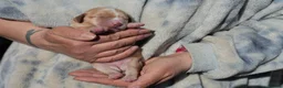 Cocker Spaniel dogs for sale: working cocker spaniel kc reg health tested. Lemon - Advert 14