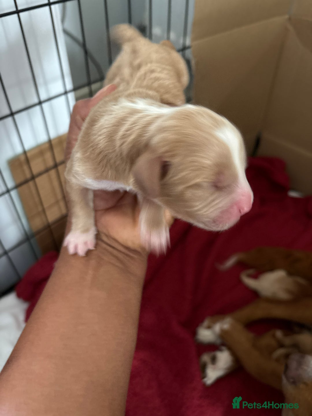 Sprocker dogs for sale: Sprocker for sale - Image 12
