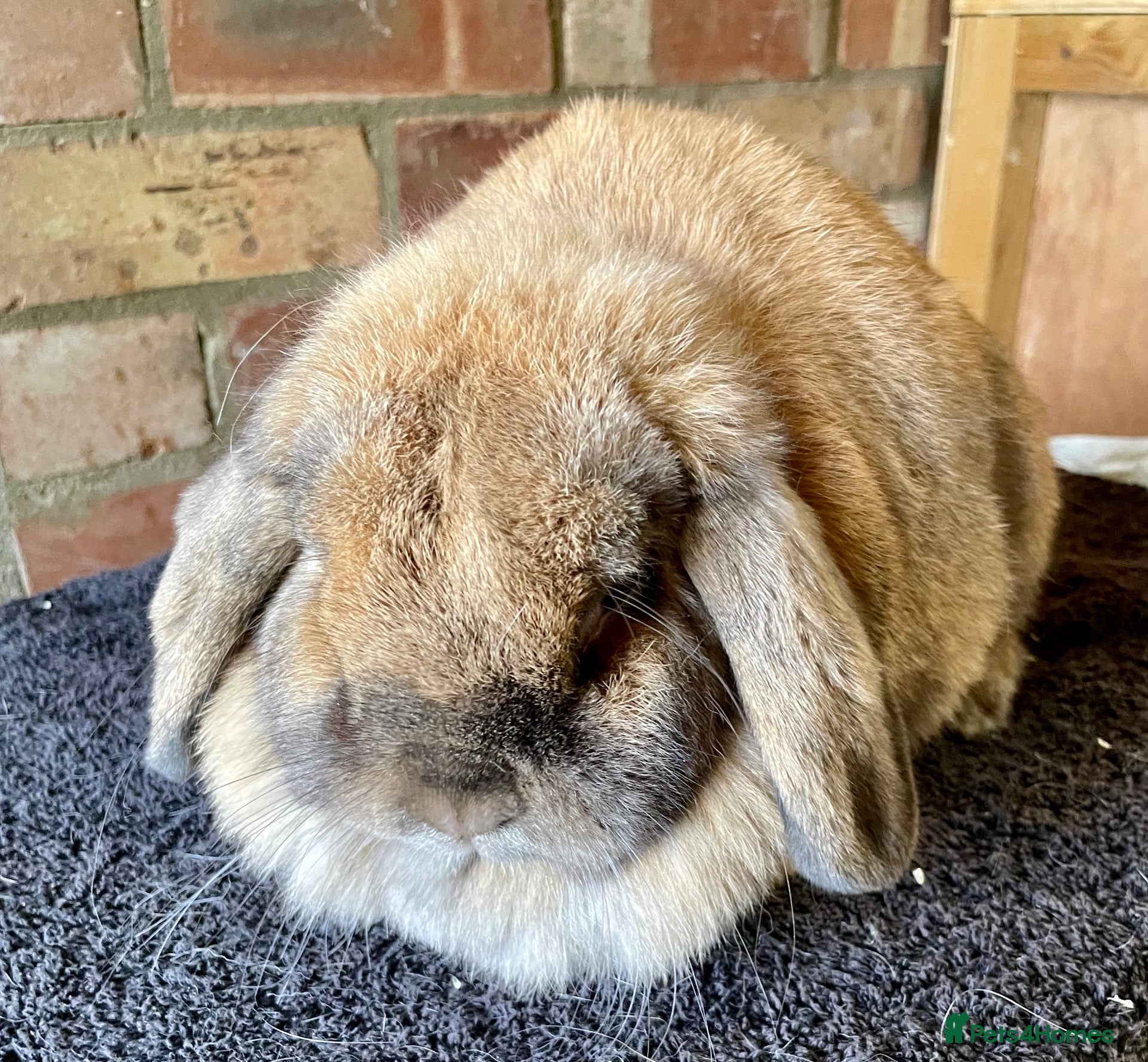 Mini Lop rabbits Mini lop adult doe for rehoming - Advert 15