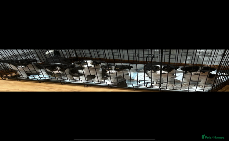 Border Collie dogs - Advert 1