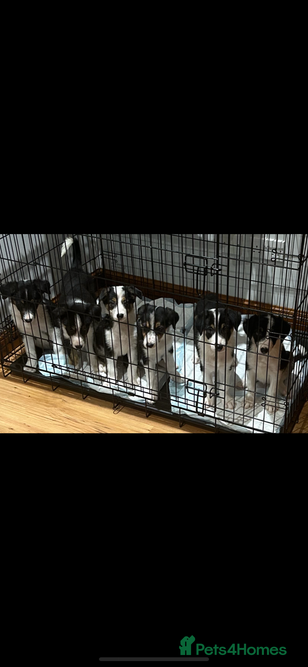 Border Collie dogs for sale: Border collies Dundee  - Image 1