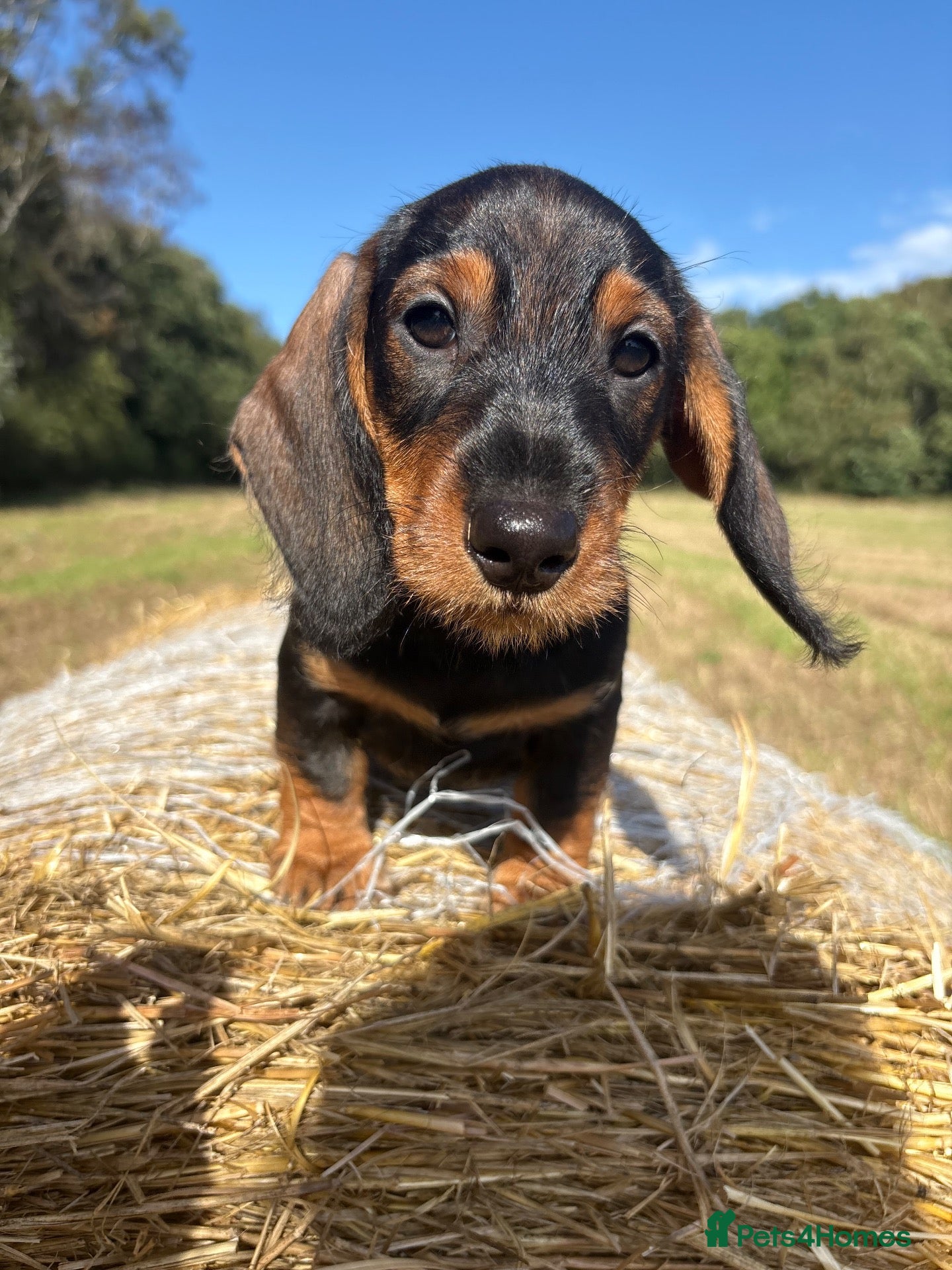Dachshund dogs ✨2 boys. Health tested KC standard dachshunds✨  - Advert 1