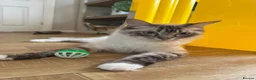 Ragcoon cats for sale: 8 gorgeous Mainecoon x ragdoll babies  - Advert 10