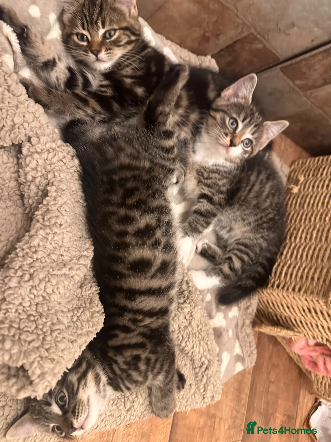 Mixed Breed cats for sale: Adorable Kittens Ready Now – 2 Boys & 1 Girl 🐾 - Advert 5