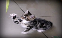 Domestic Shorthair cats for sale: Two very Pretty Kittens - Image 9