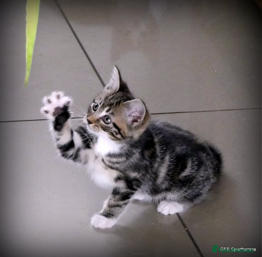 Domestic Shorthair cats for sale: Two very Pretty Kittens - Image 9