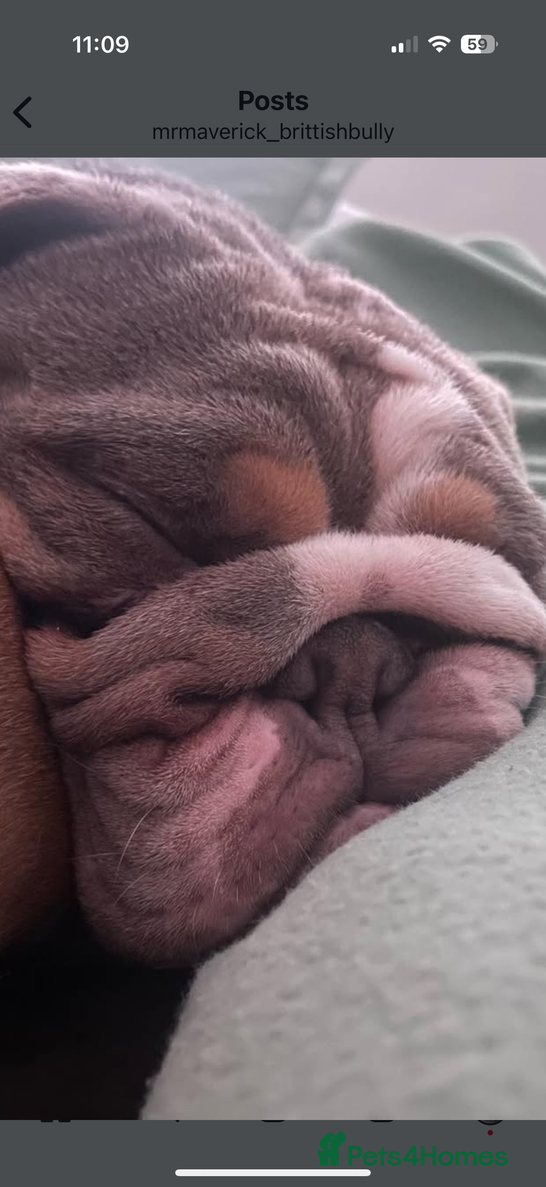 English Bulldog dogs for stud: STUD AVAILABLE!  - Image 2