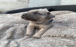 Cane Corso dogs for sale: Stunning blue cane corso litter - Image 3