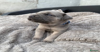 Cane Corso dogs - Advert 8