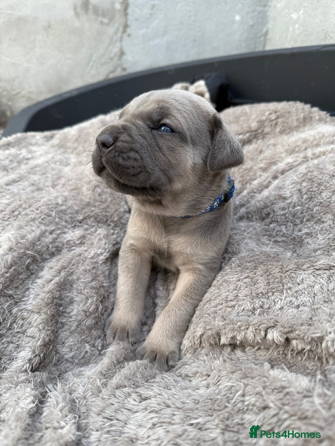 Cane Corso dogs for sale: Stunning blue cane corso litter - Image 3