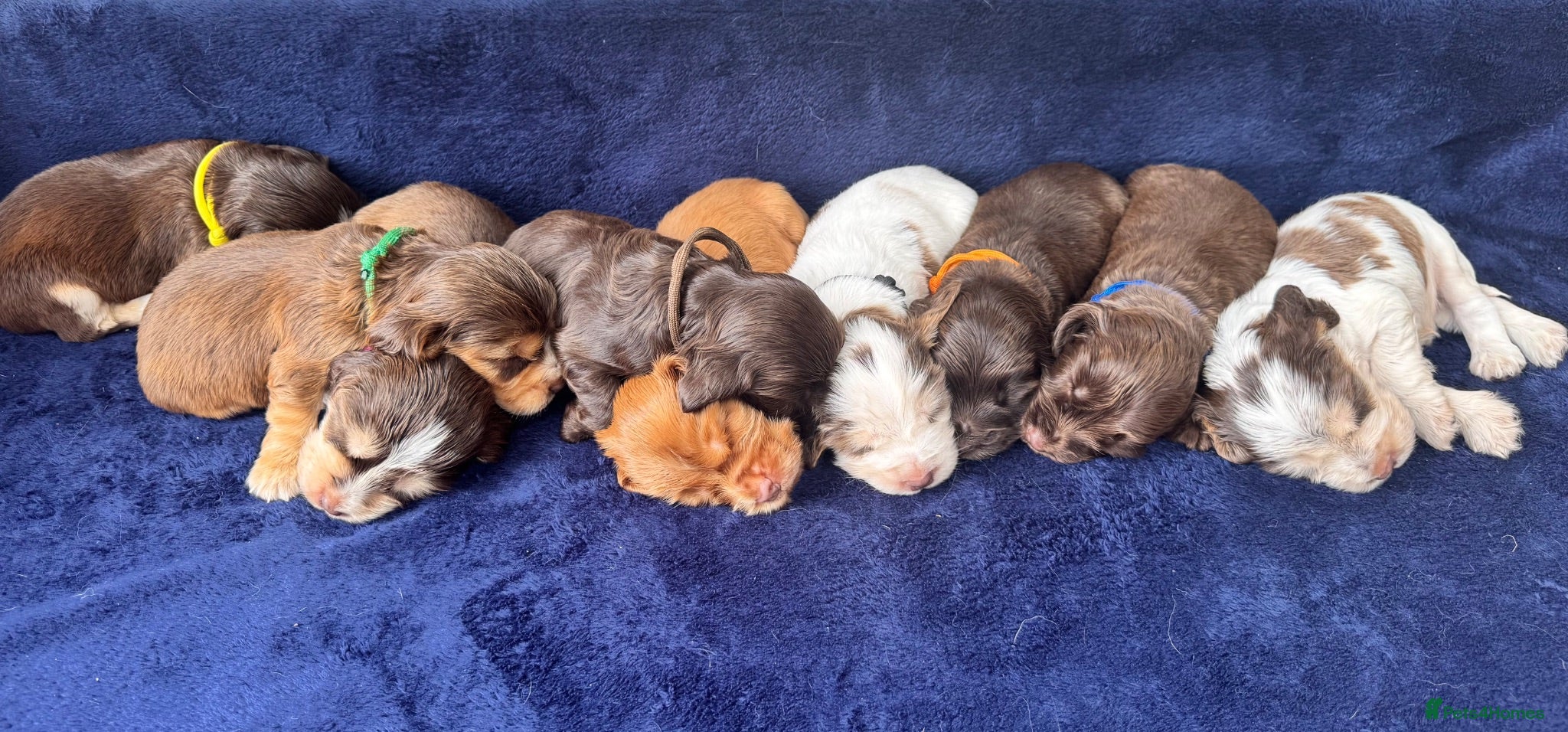 Cocker Spaniel dogs KC reg Show-type Chocolate & Choc Sable puppies - Advert 1