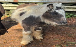 Irish Cob horses for sale: Super small, super quality mini coblets - Image 9