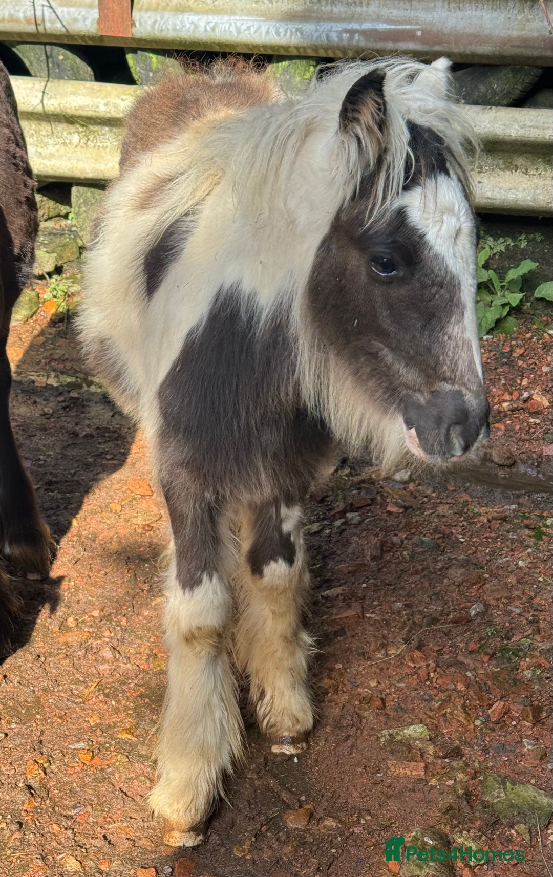 Irish Cob horses for sale: Super small, super quality mini coblets - Image 9