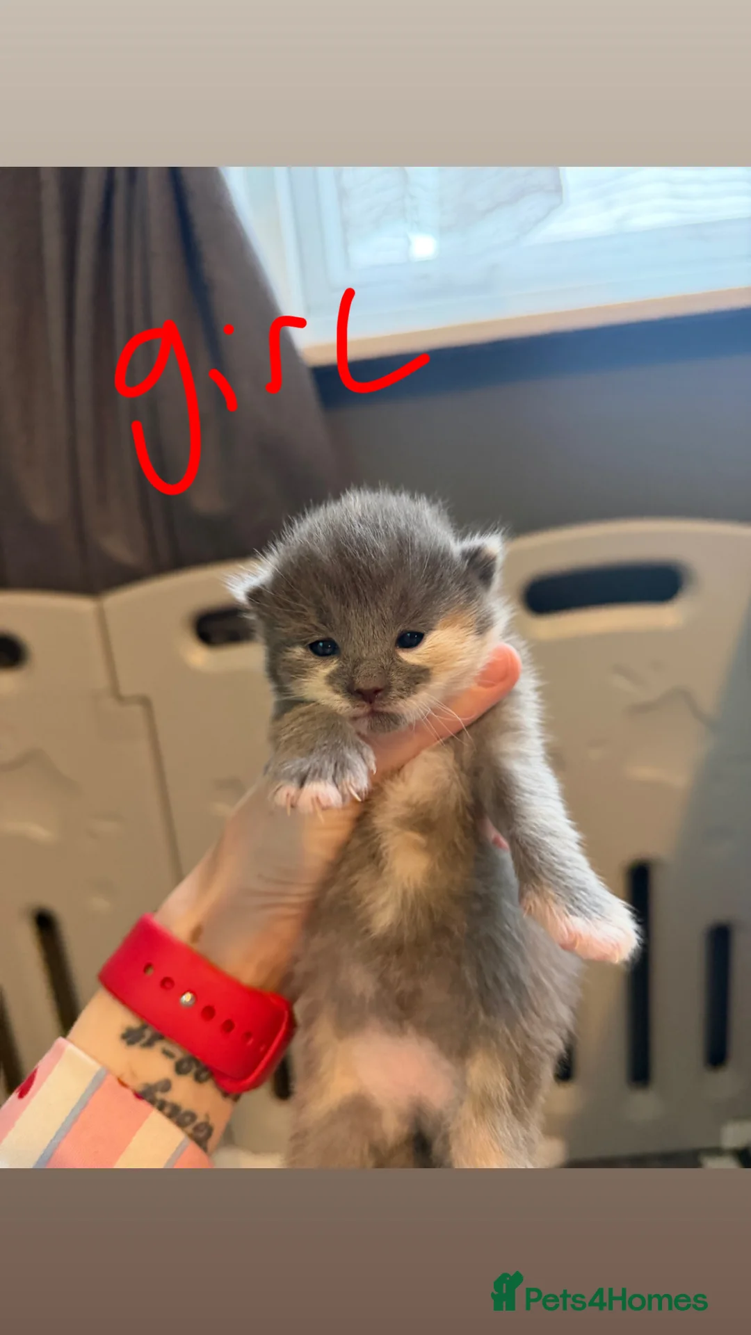 Mixed Breed cats for sale: Kittens  - Advert 2