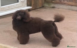 Miniature Poodle dogs for stud: Health tested Miniature Poodle Proven Stud Dog  in Preston - Image 6