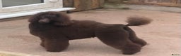 Miniature Poodle dogs for stud: Health tested Miniature Poodle Proven Stud Dog  in Preston - Advert 6