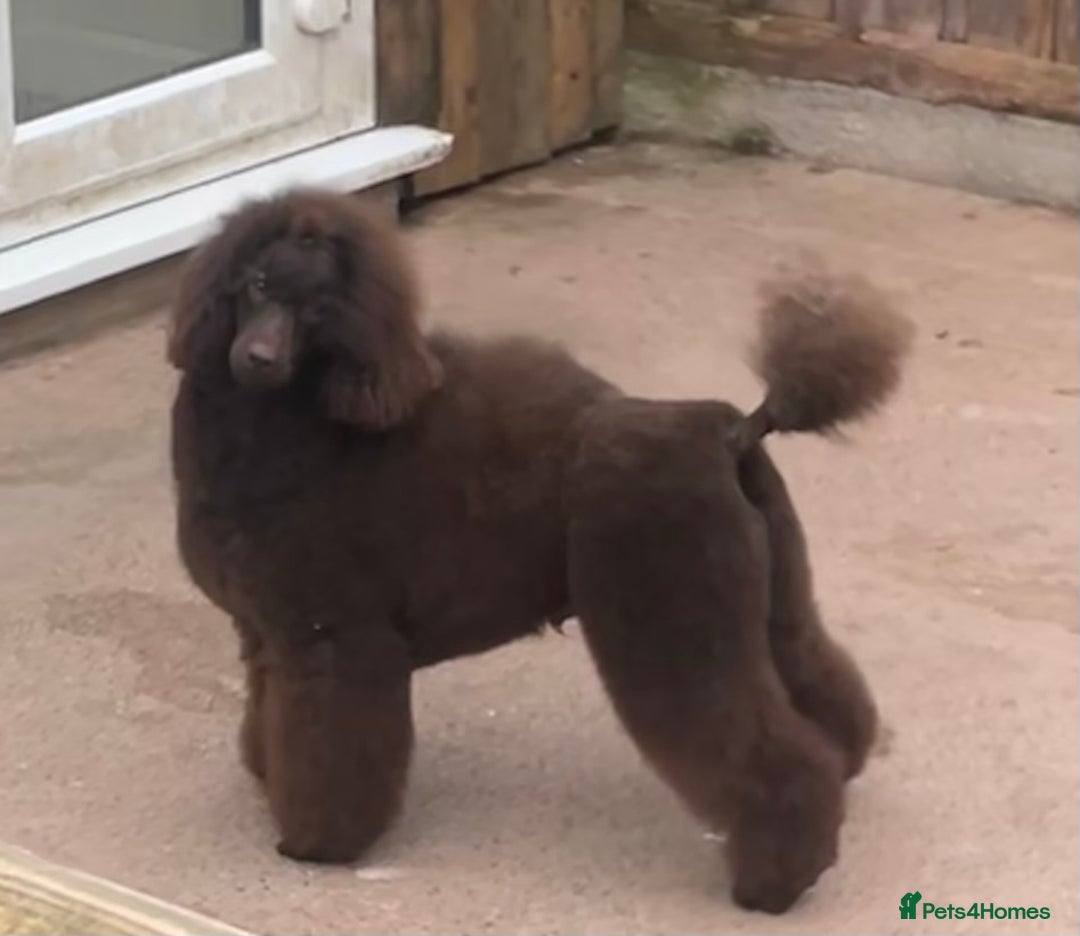 Miniature Poodle dogs for stud: Health tested Miniature Poodle Proven Stud Dog  in Preston - Image 6