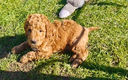 Mixed Breed dogs for sale: ✨Ready:DNA clear Australian Labradoodles ✨ - Advert 40