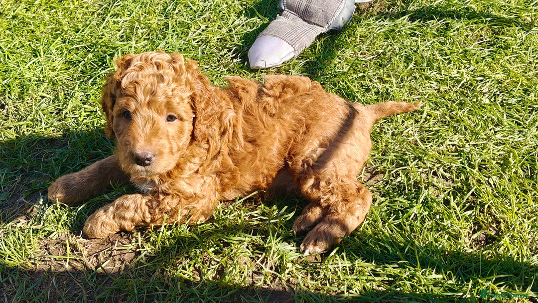 Mixed Breed dogs for sale: ✨Ready:DNA clear Australian Labradoodles ✨ - Advert 40